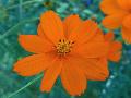 Sulphur Cosmos / Cosmos sulphureus 